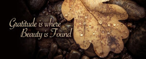 gratitude where beauty is found