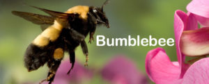 Bumblebee