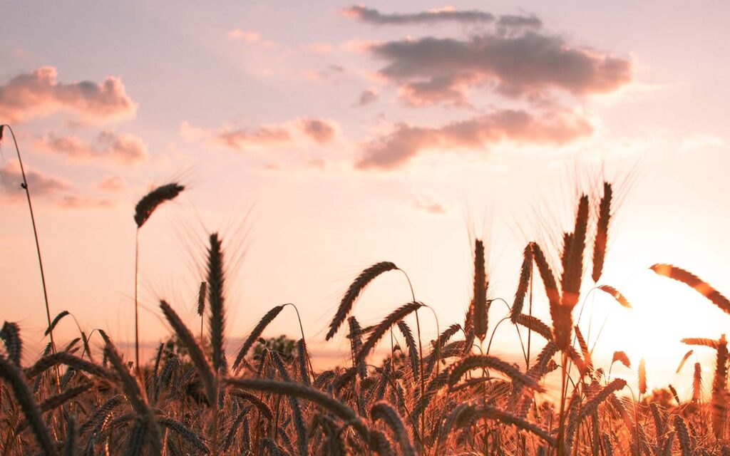 The Meekness of Wisdom