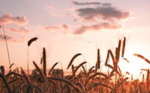 The Meekness of Wisdom