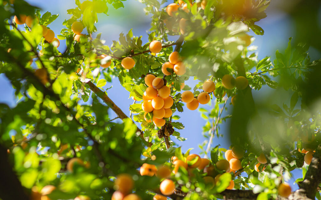 The Power of a Joyfully Generous Heart