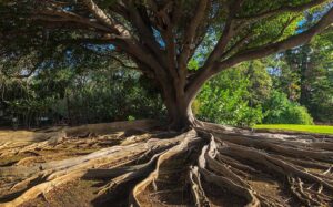 Rooted