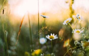 All Things Beautiful