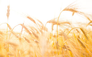 Seed Time and Harvest-22