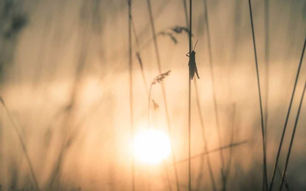 Grasshoppers-Or-Conquerors-22