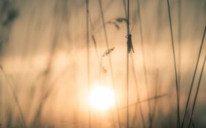 Grasshoppers-Or-Conquerors-22