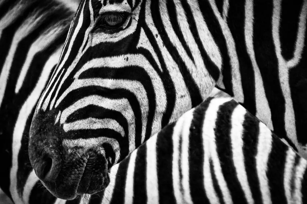 A Zebras Stripes