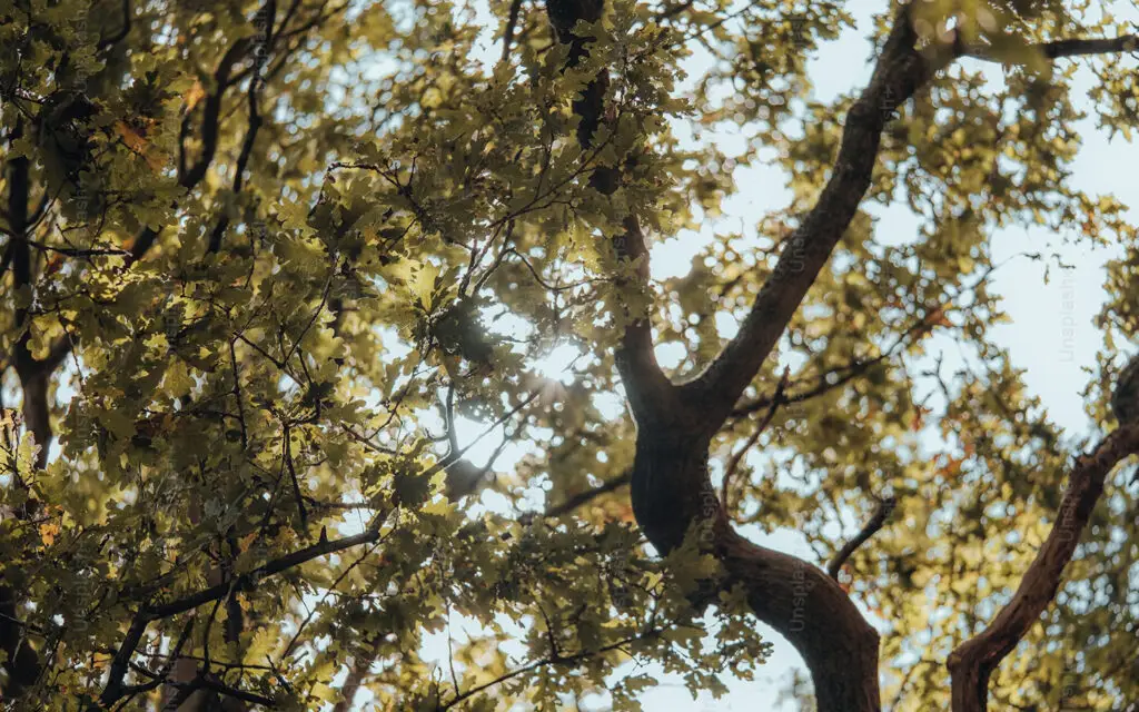 In the Absence of a Tree