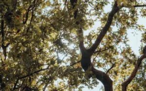 In the Absence of a Tree